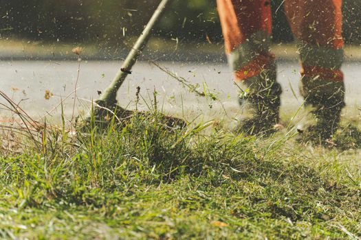 Hedge trim & tidy — Weybridge