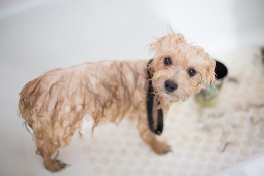 Full groom — Cockapoo, Chorlton